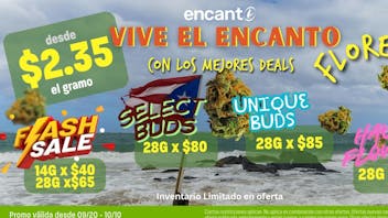 Encanto Tree - Aguadilla Flash Flower Walking