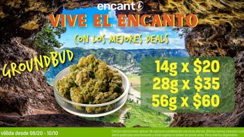 Encanto Tree - Aguadilla SHAKE PROMO DEALS