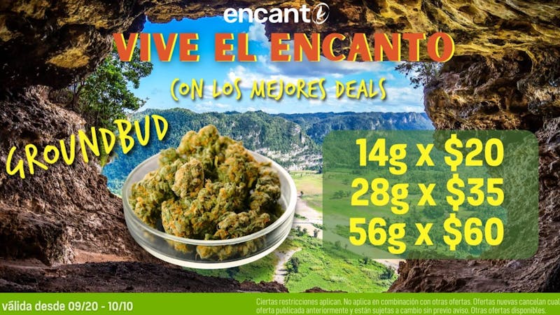 Encanto Tree - Aguadilla SHAKE PROMO DEALS
