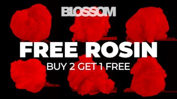 Blossom Cannabis - Biddeford B2G1 - 1g Rosin