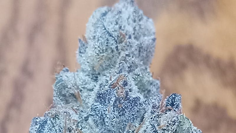 Joint Effort $100 Dollar OZ/$60 Dollar Half OZ!