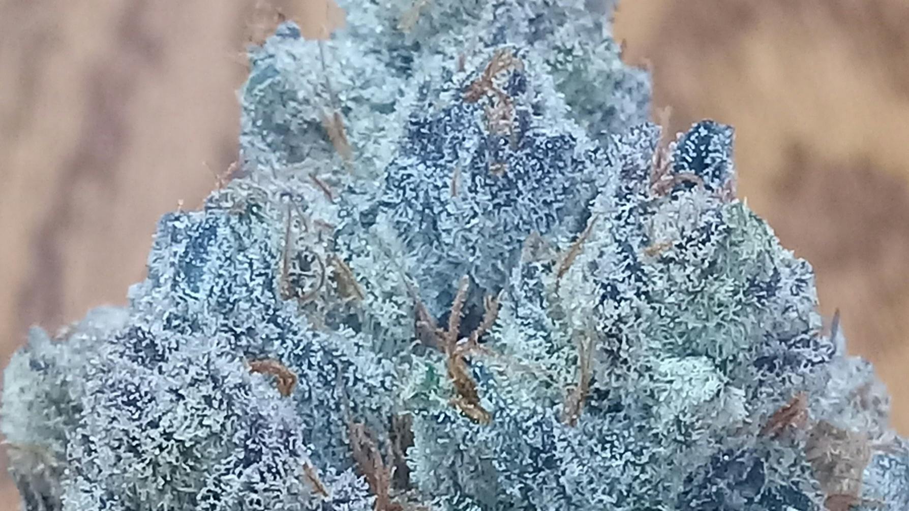 Joint Effort $125 Dollar OZ/$70 Dollar Half OZ of Flower!