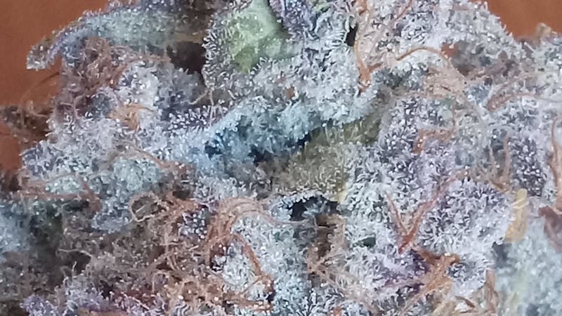 Joint Effort $125 Dollar OZ/$70 Dollar Half OZ! Top Shelf!