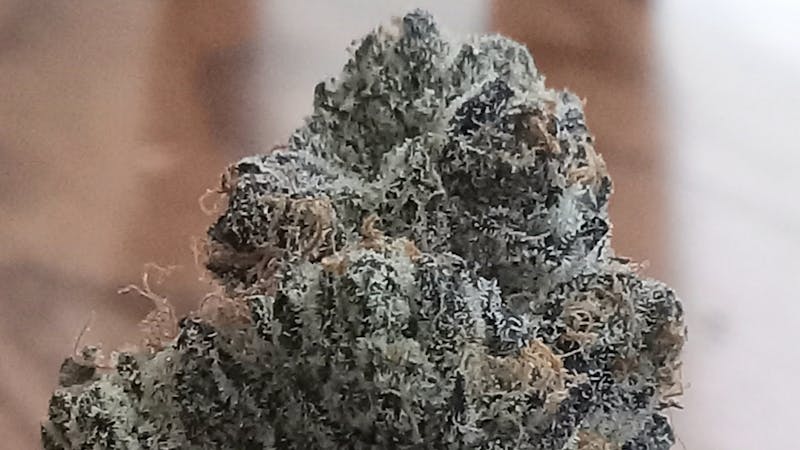 Joint Effort $15 Dollar Flower 1/8ths!