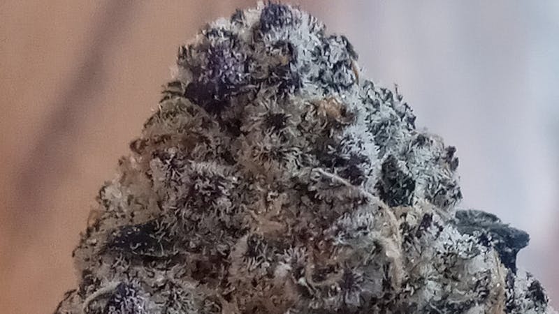 Joint Effort $100 Dollar Flower OZ, $60 Dollar Half OZ!