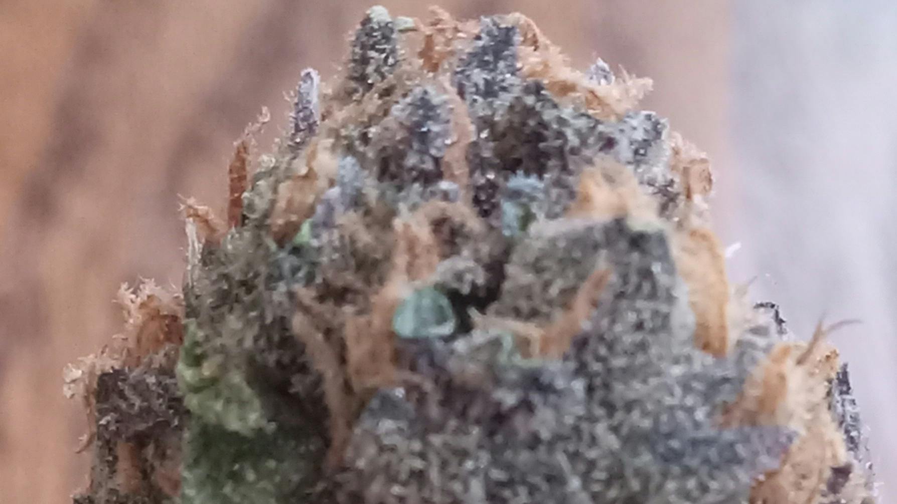 Joint Effort $85 Dollar Flower OZ, $50 Dollar Half OZ!