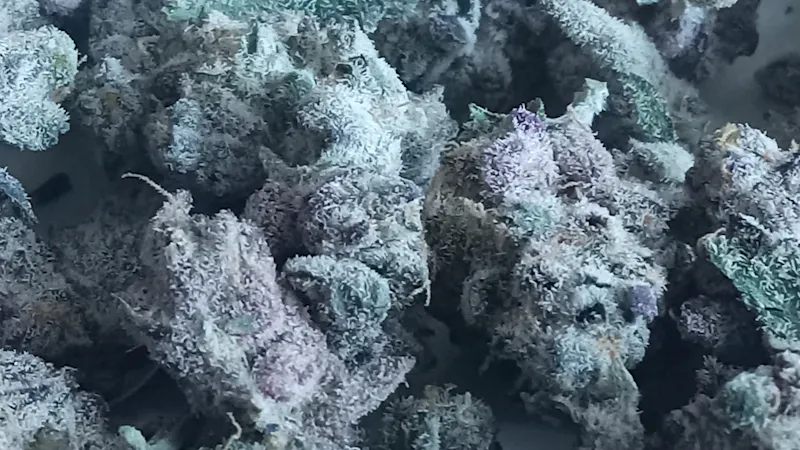 Joint Effort $65 Dollar OZ of Small Buds! $35 Dollar Half OZ!