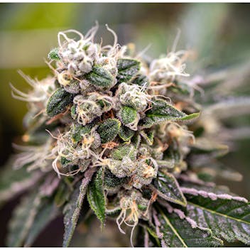Trulieve New Port Richey Info Menu Deals Weed dispensary New Trulieve New Port Richey Info Menu Deals Weed dispensary New