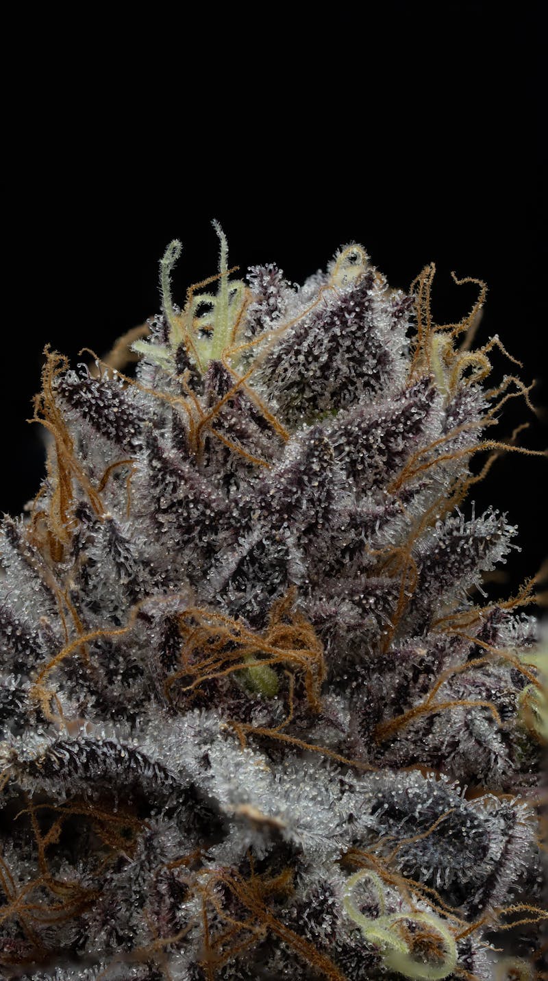 The Cannabis Cabin NEW FLOWER PRICING!