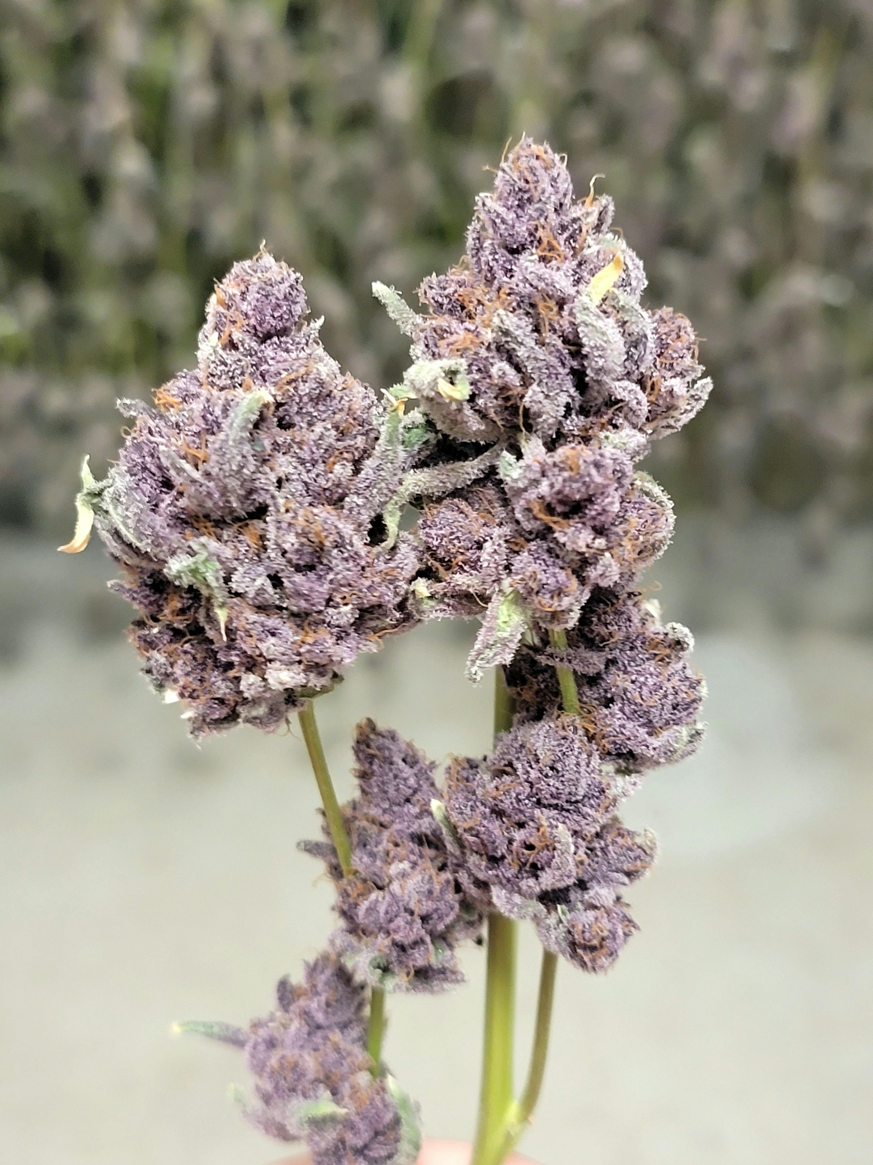 Friendly Fire Delivery - Delivery Listing - Photo 1