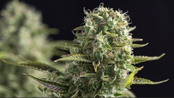 Burns Cannabis Experience $100 Top Shelf OZ.