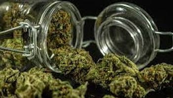 Willow - Pipe and Leaf Weednesday $5 off an 1/8th!