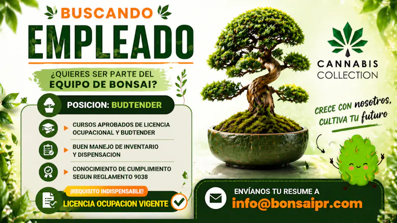 Bonsai Cannabis Collection 🤩BUSCAMOS BUDTENDER 🤩