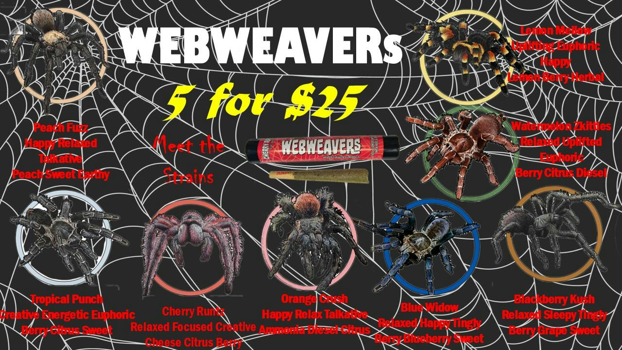 Glazed and Confused Webweaver Tarantula