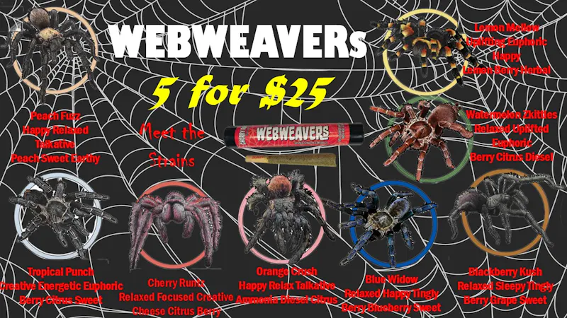 Glazed and Confused Webweaver Tarantula