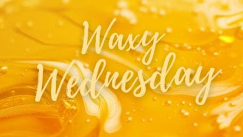 Mississippi Magnolia Canna - Columbus Waxy Wednesday