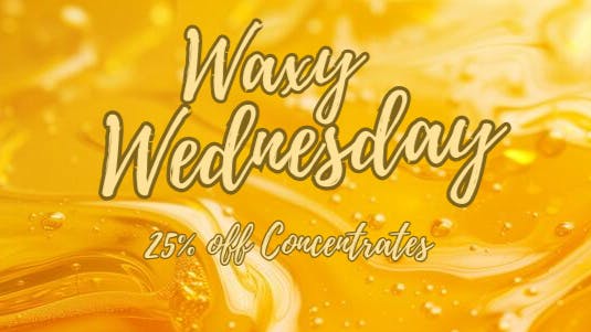 Mississippi Magnolia Canna - Columbus Waxy Wednesday!