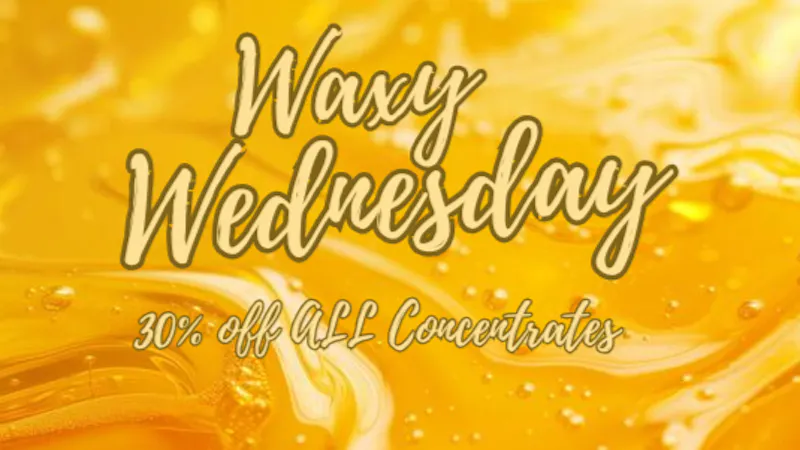 Mississippi Magnolia Canna - Columbus Waxy Wednesday!!!