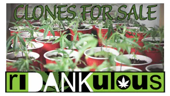 Ridankulous Alamogordo Clones for Sale