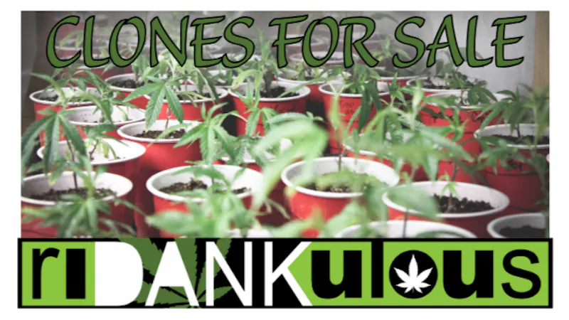 Ridankulous Alamogordo Clones for Sale