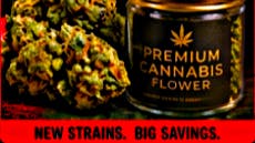 House of Buds Special Strain Saturday
