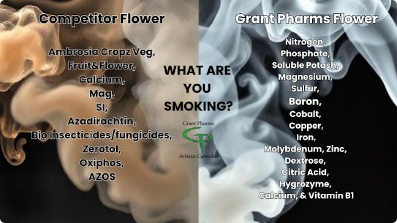 ZAZA'S WHAT ARE YOU SMOKING? 💨