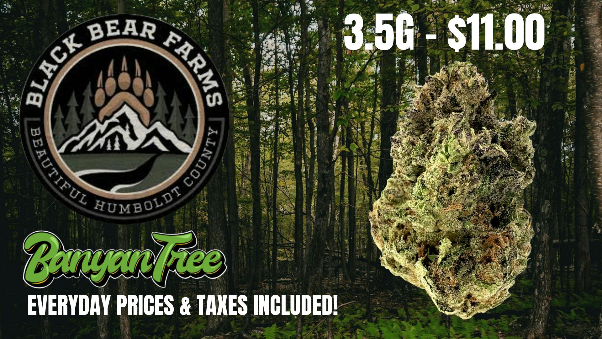 Banyan Tree Fresno Black Bear Farms 🐻🌲