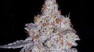 Cannamax Cannabis Boutique Save 15% off All Flower Deli style Buds