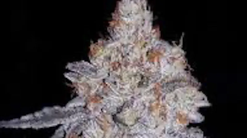 Cannamax Cannabis Boutique Save 15% off All Flower Deli style Buds