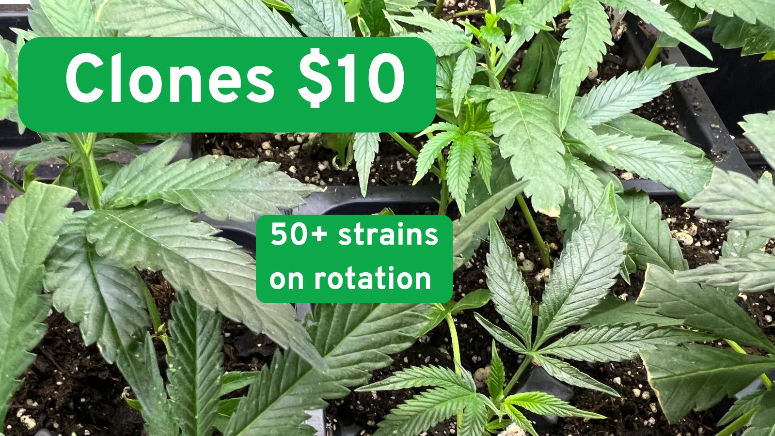 Sundays Clone Bar and Dispensary $10 Clones - Feminized 🌱