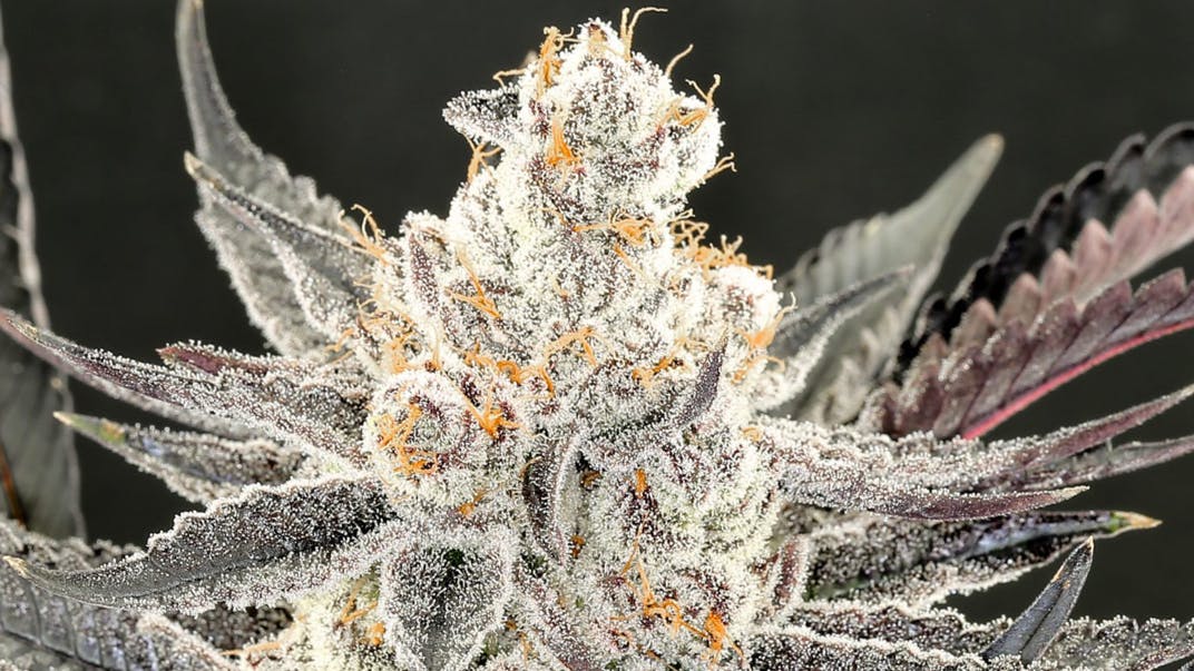 House Of Dankness All Rare Dankness Flower 20% Off!