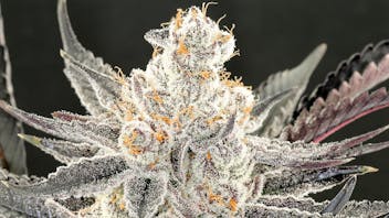 House Of Dankness All Rare Dankness Flower 20% Off!