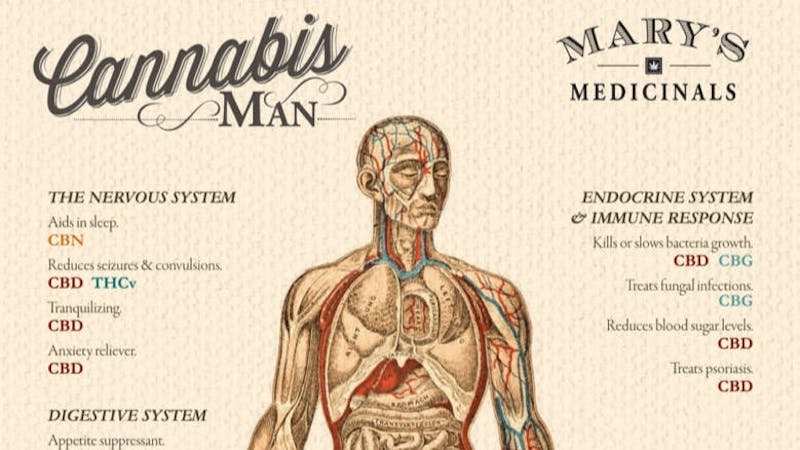 The Vault - Woodland Hills Delivery Cannabis Man Sunday 10% Off