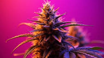 Ojai Cannabis Company 10% OFF STOREWIDE FIRST TIME CUSTOMER