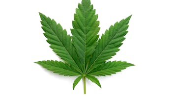 Jaxx Cannabis - Chula Vista Daily Taxx Free Deal