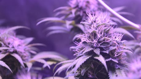 Geezz Dispensary 3X 1/8 TH GET 4TH FREE 1/8 PREMIUM GEEZZ