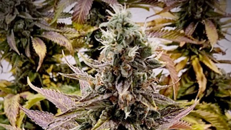 The Honey Pot 10% off 1/2 ounce and up