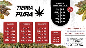 Tierra Pura - Carolina 🏆 FLOWER DEALS SEPTIEMBRE 🌺