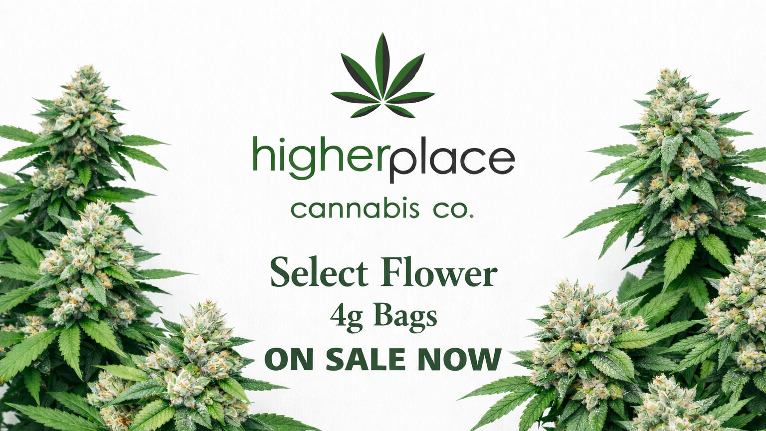 higherplace Poison Gushers Sale