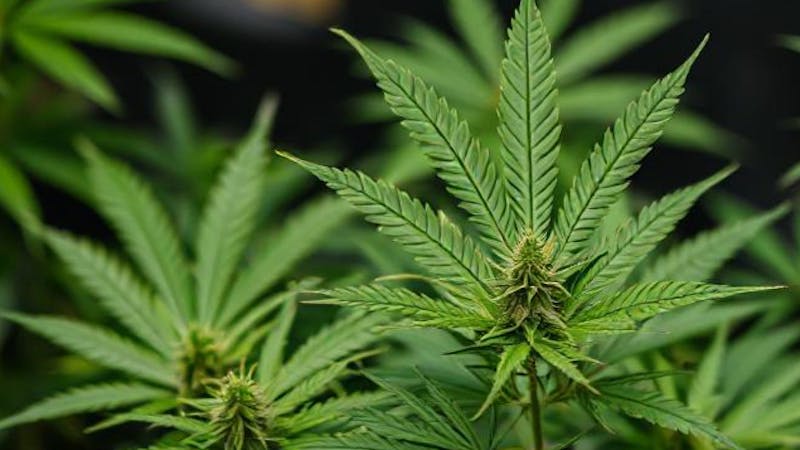 Canna Bar Dispensary Flower Sale Save 20%