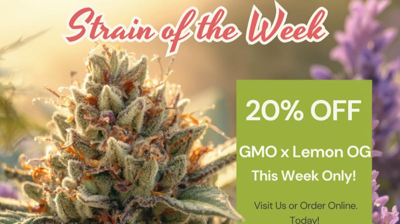 Silly Bear Cannabis Strain Of The Week