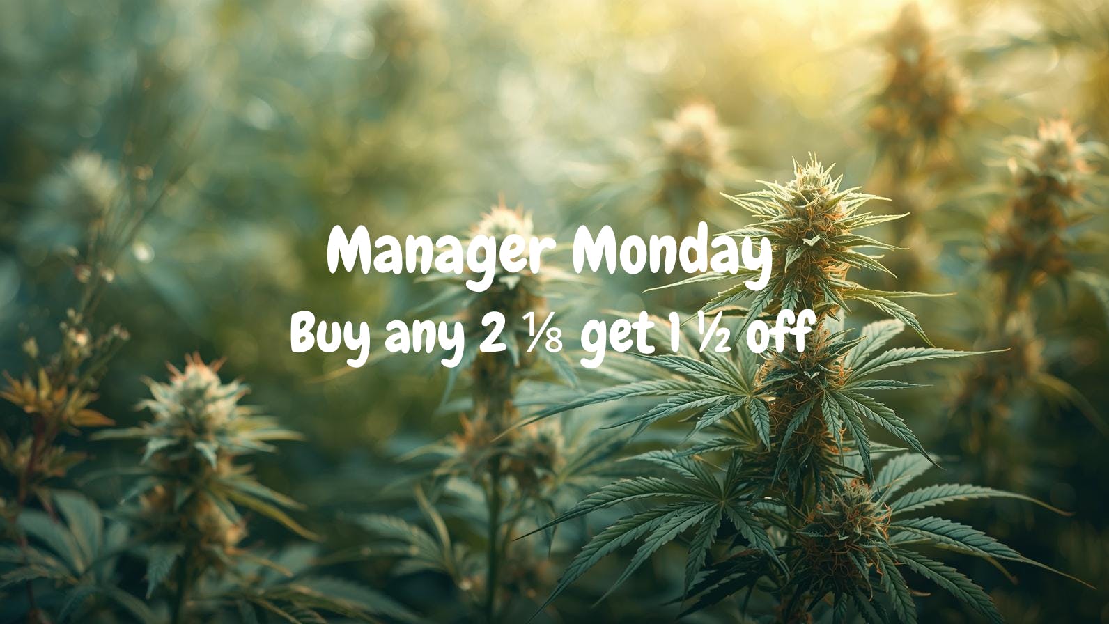 Silly Bear Cannabis Manager Monday