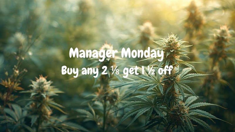 Silly Bear Cannabis Manager Monday