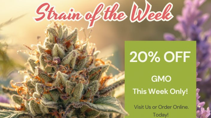 Silly Bear Cannabis Strain Of The Week