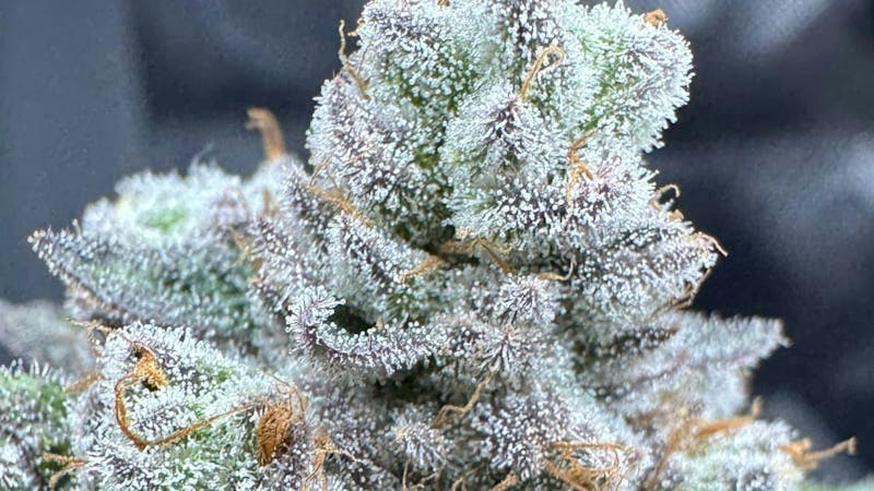 Terminal 420 10% off for all new customers.