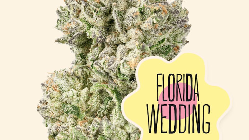 Mr Nice Guys 🔥 First-Time Patients: 15% Off