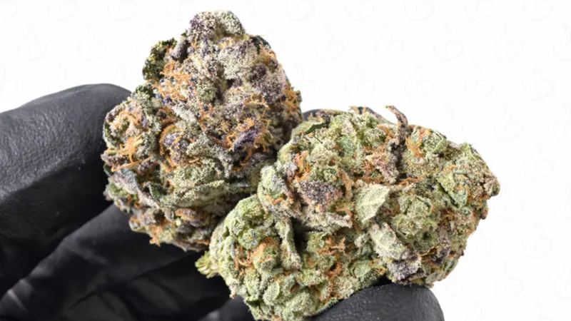 The Stash & Co $37.50 Per Eighth on Select Bud Doctor Flower!
