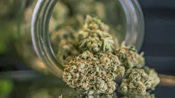 Medz DC: Weed Dispensary & Weed Delivery Buy any one 3.5g flower get a second 3.5g free!