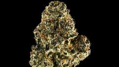 American Made Cannabis 20% OFF 1/2 OUNCE PURPLE ICE WATER