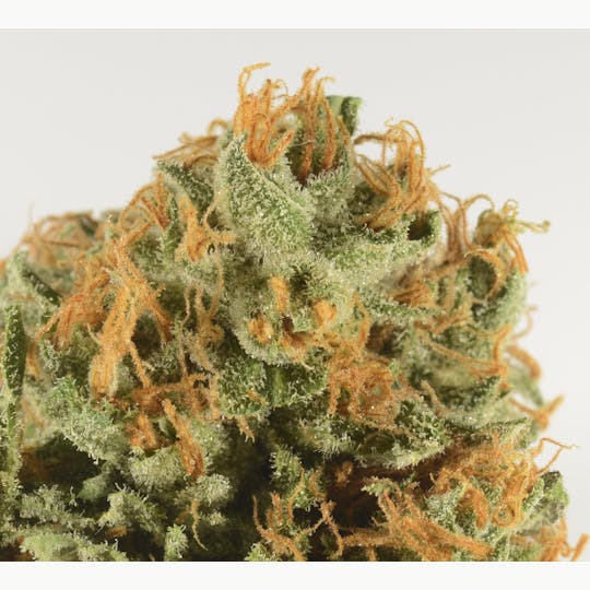 Bedford Grow - 3rd Coast Panama Chunk - 1